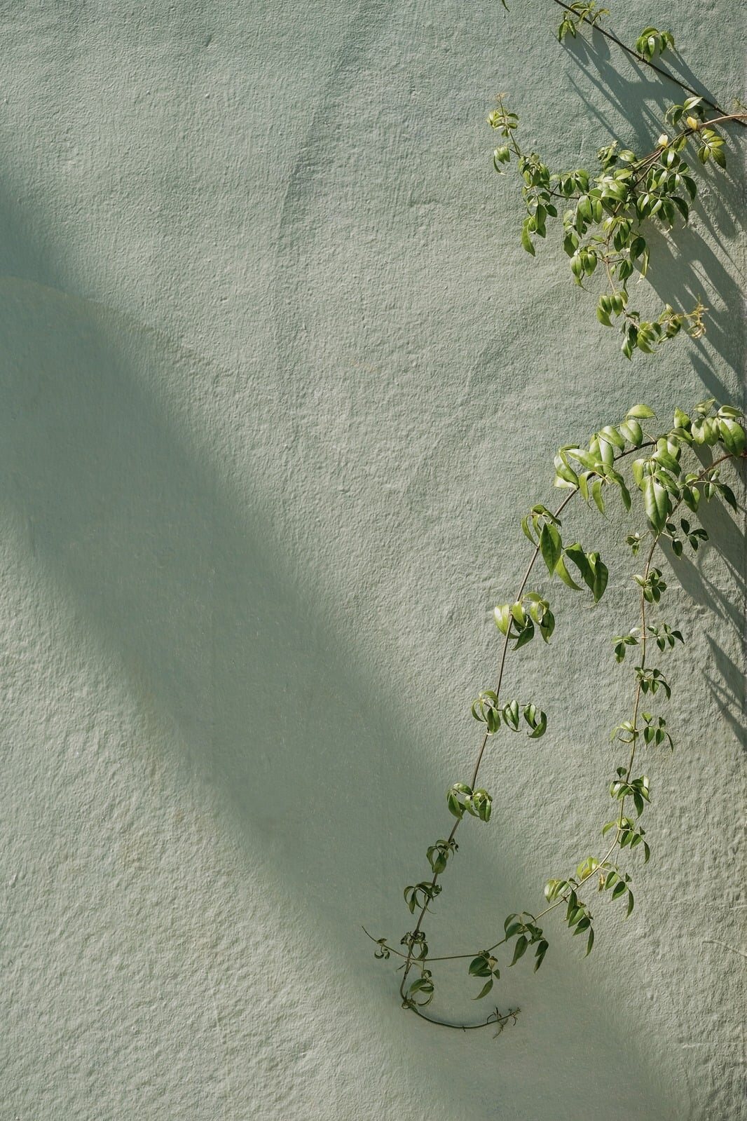 A vine trailing down a pale green wall
